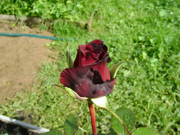 Роза Блэк Мэджик – «магическое» украшение садовой клумбы